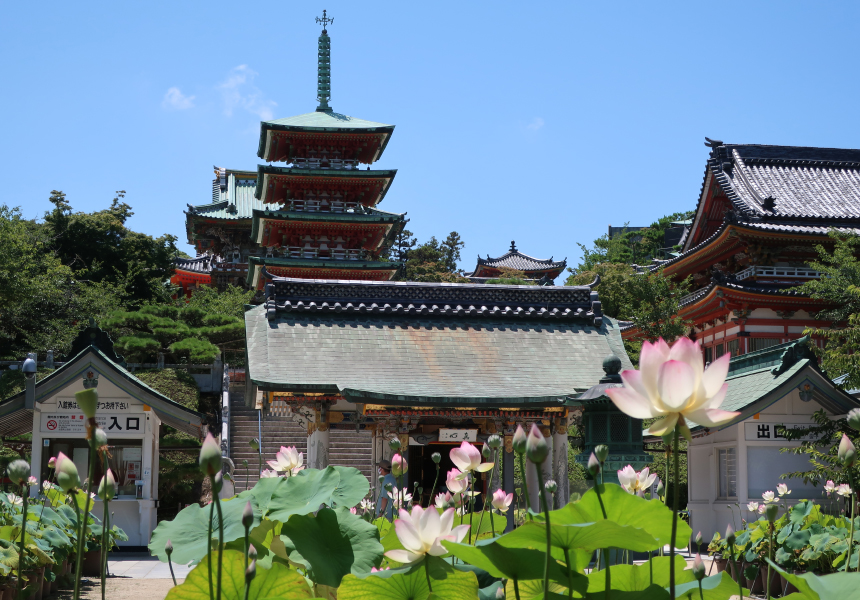 耕三寺と蓮の花（生口島） イメージ