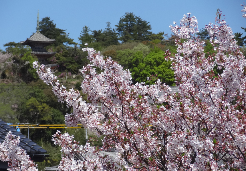 桜と向上寺三重塔（国宝） イメージ