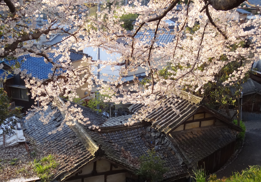 瀬戸田の町と桜 イメージ